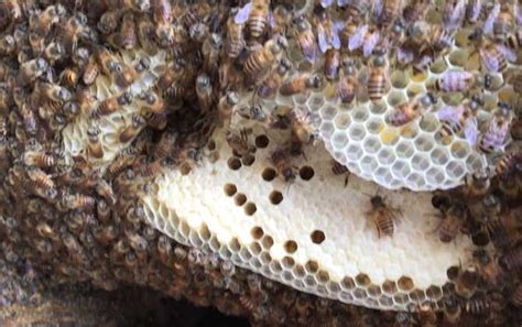 水消金 蜜蜂 築巢